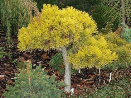 Borovice Mugo Wintergold na kmínku 60 cm, v květináči Pinus mugo Wintergold